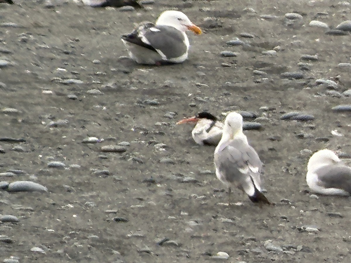 Elegant Tern - ML620892784