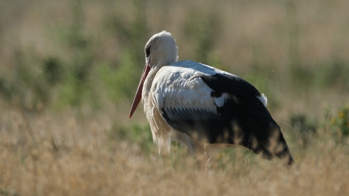 White Stork - ML620892878