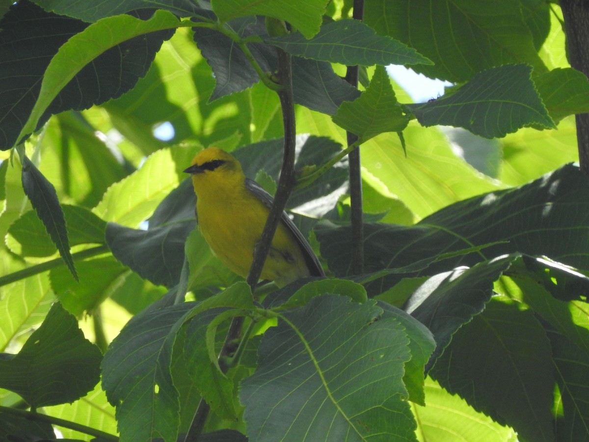 Blue-winged Warbler - ML620892895