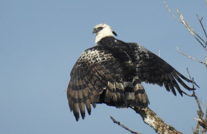 Crested Eagle - ML620892909