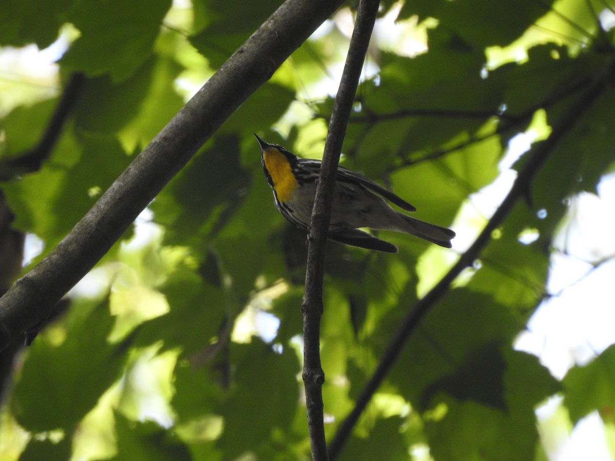 Yellow-throated Warbler - ML620892911