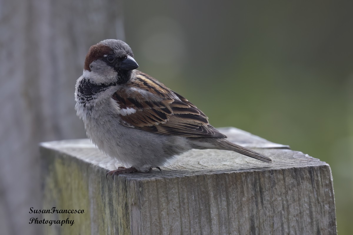 Moineau domestique - ML620892923