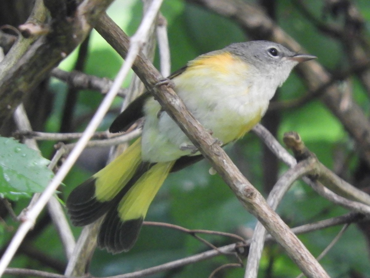 American Redstart - ML620892927