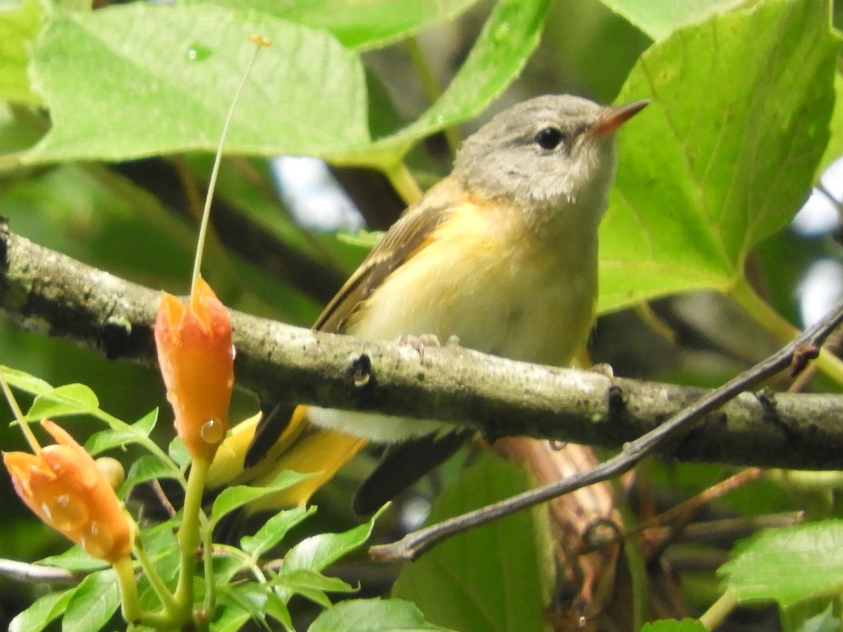 American Redstart - ML620892928