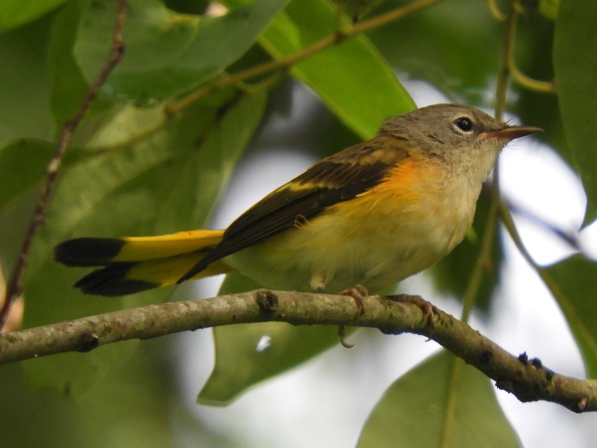 American Redstart - ML620892929