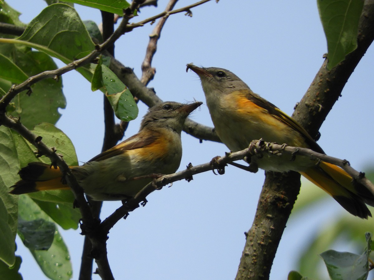 American Redstart - ML620892930