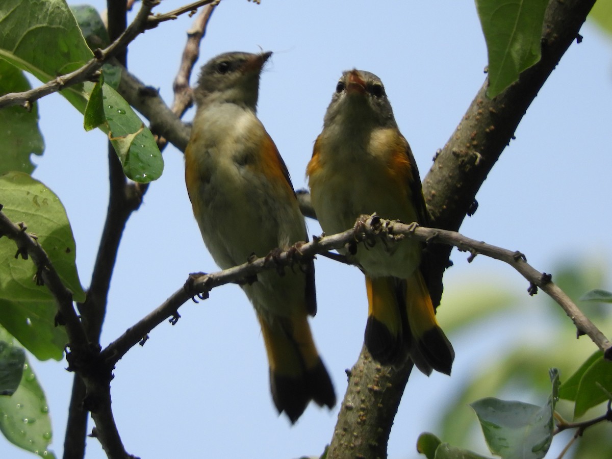 American Redstart - ML620892931