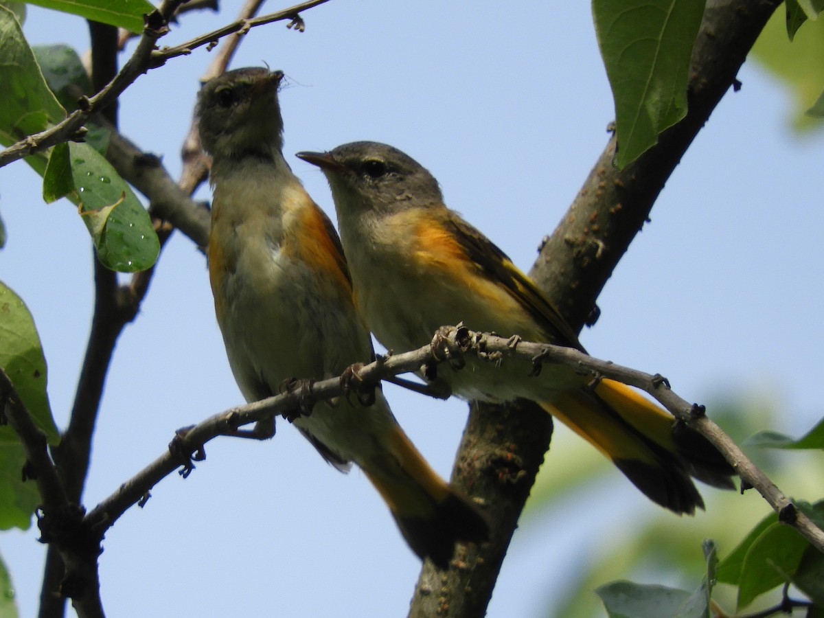 American Redstart - ML620892932