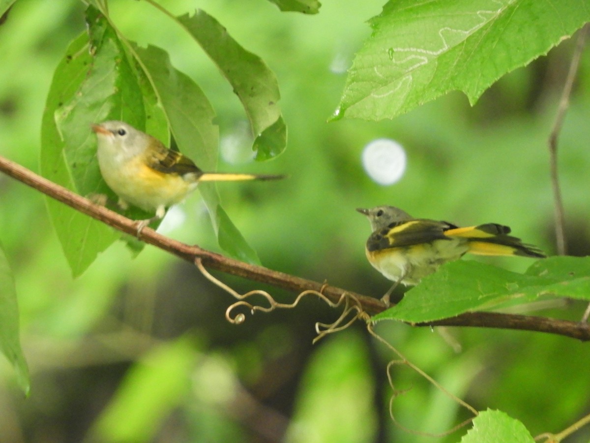 American Redstart - ML620892933