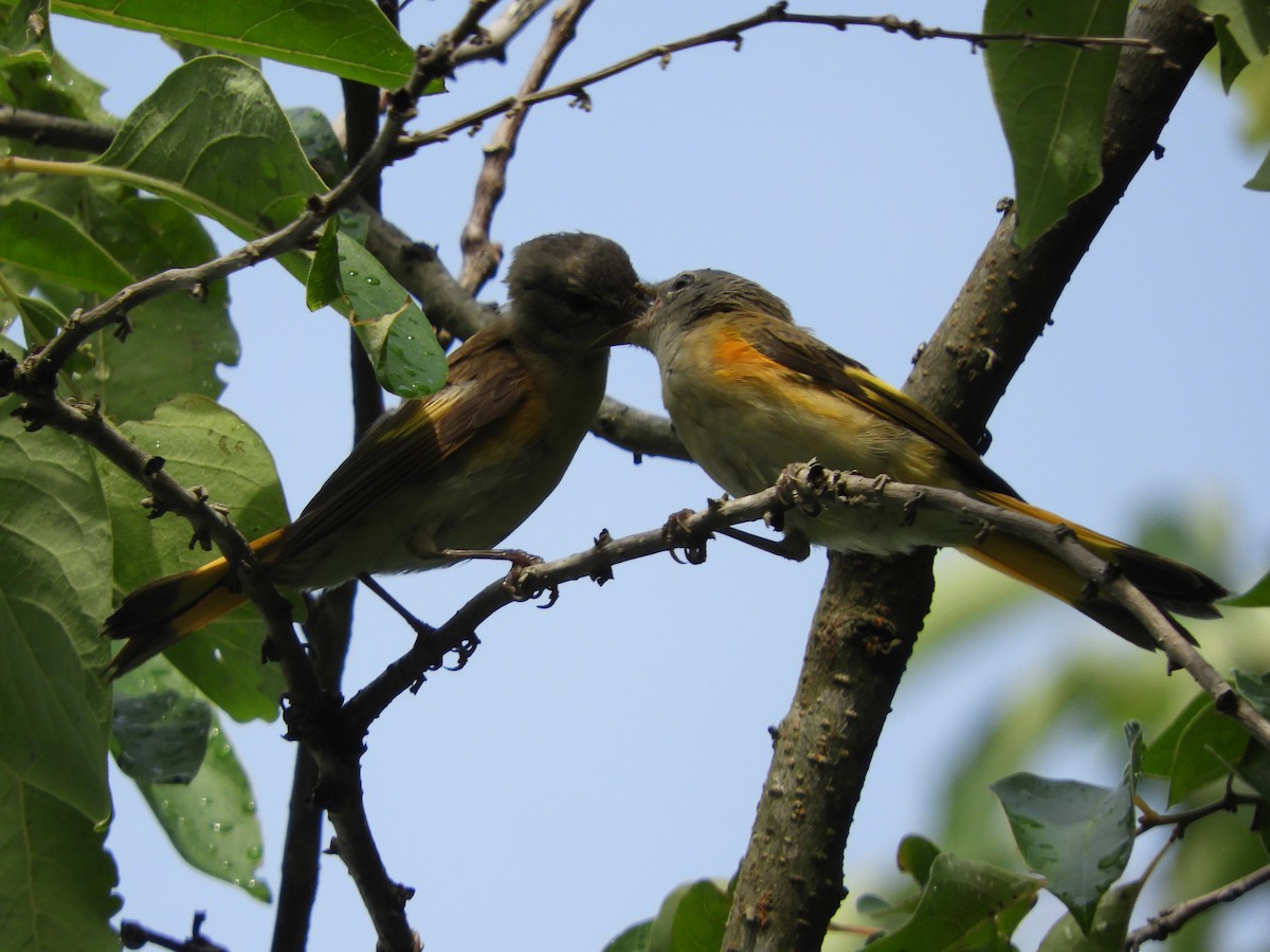 American Redstart - ML620892934