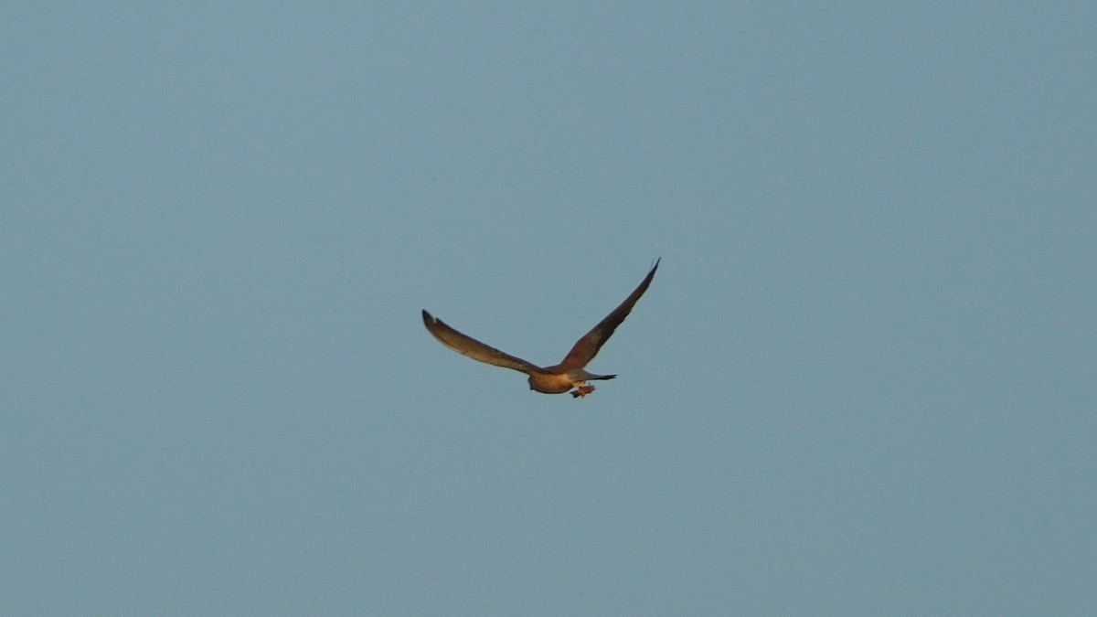 Lesser Kestrel - Reyhan Hamdi