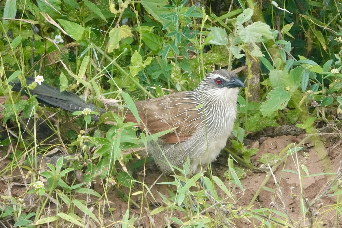 White-browed Coucal - ML620892940