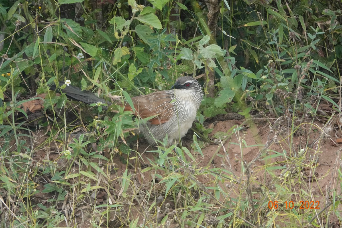 White-browed Coucal - ML620892944