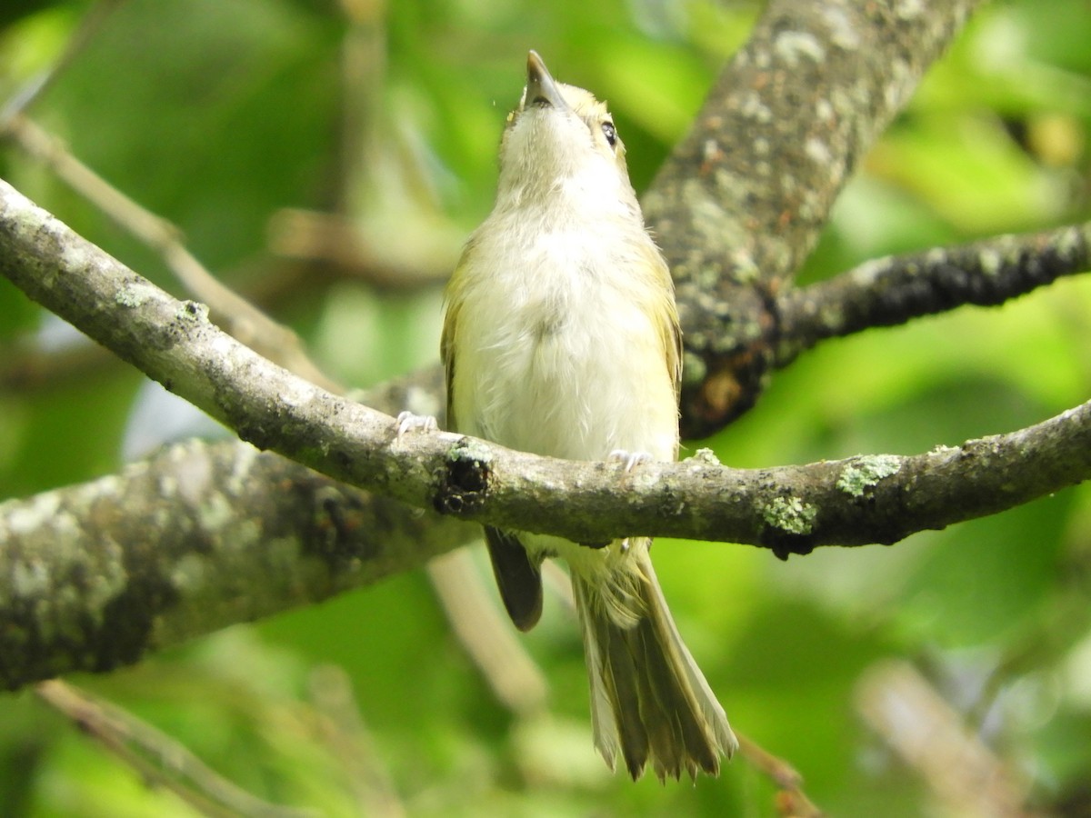 White-eyed Vireo - ML620892946