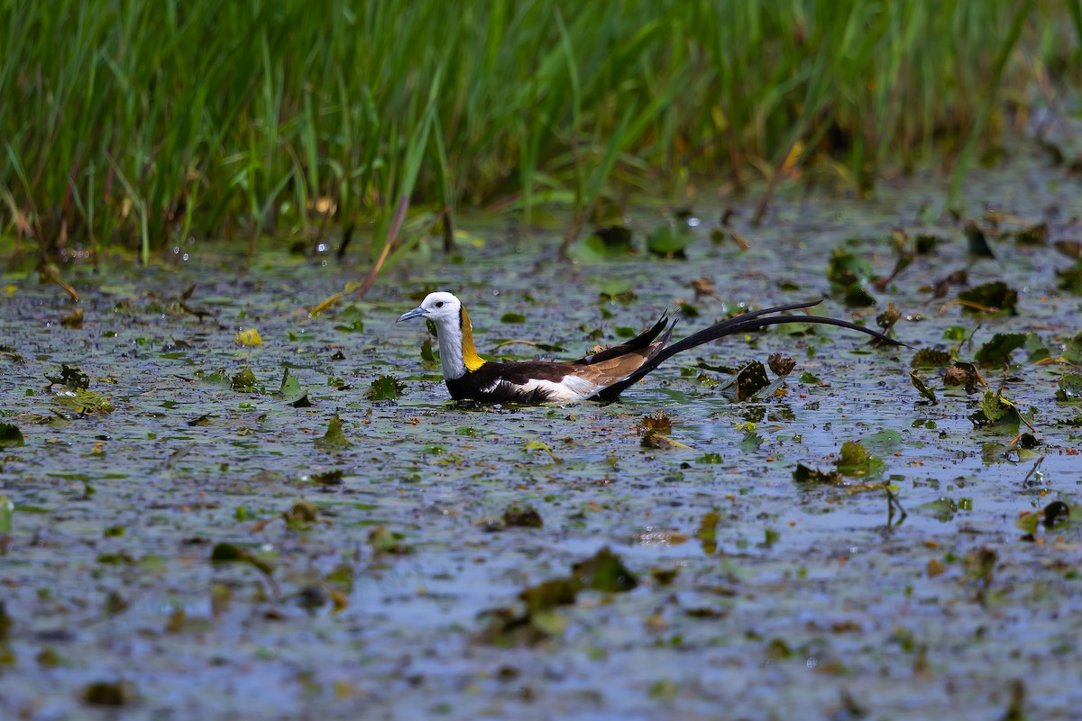 Jacana à longue queue - ML620892950