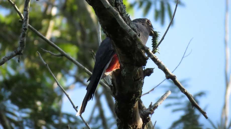 Surucua Trogon - ML620892954