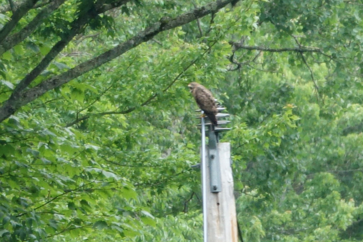 Broad-winged Hawk - ML620892962