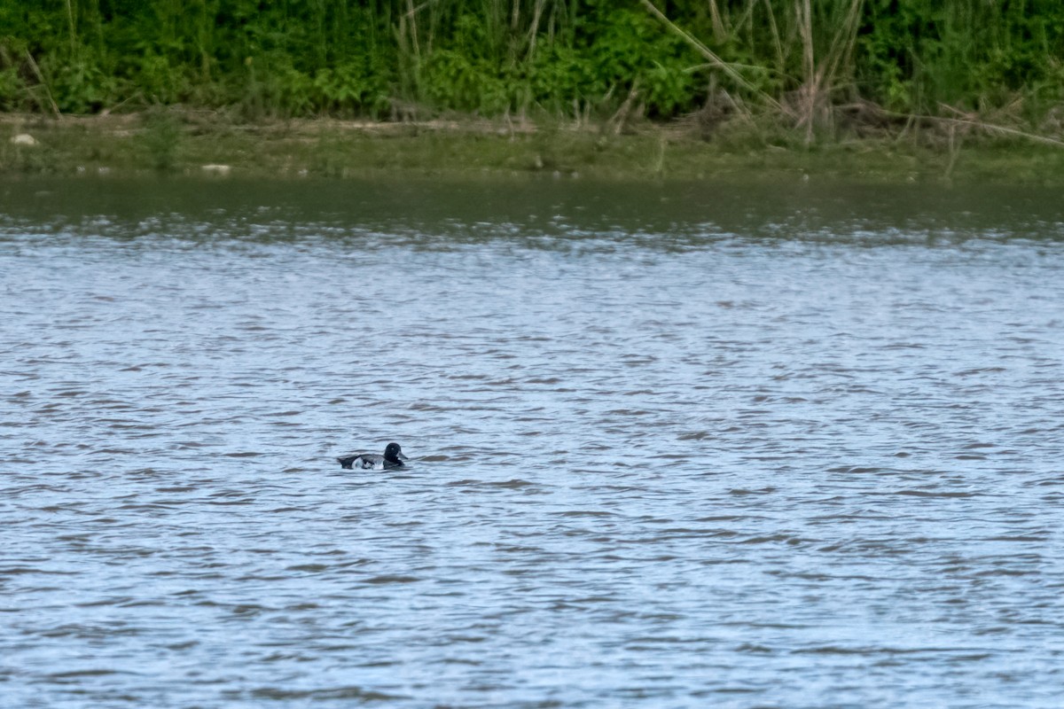 Greater Scaup - Matt Saunders