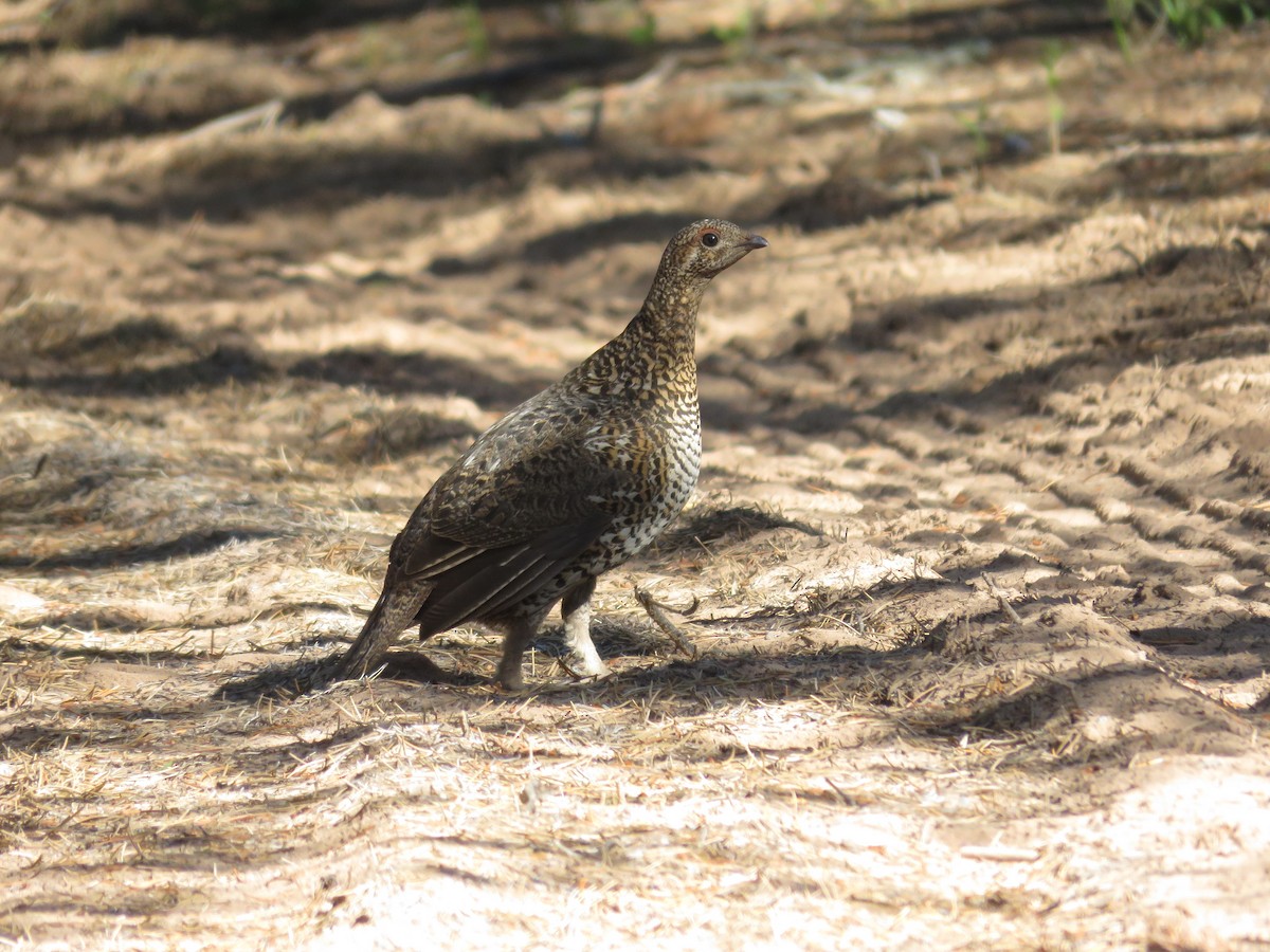 tetřívek kanadský - ML620892967