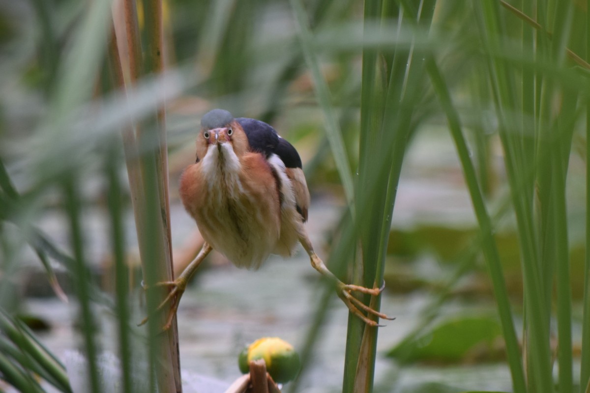 Least Bittern - Sandie Barriere