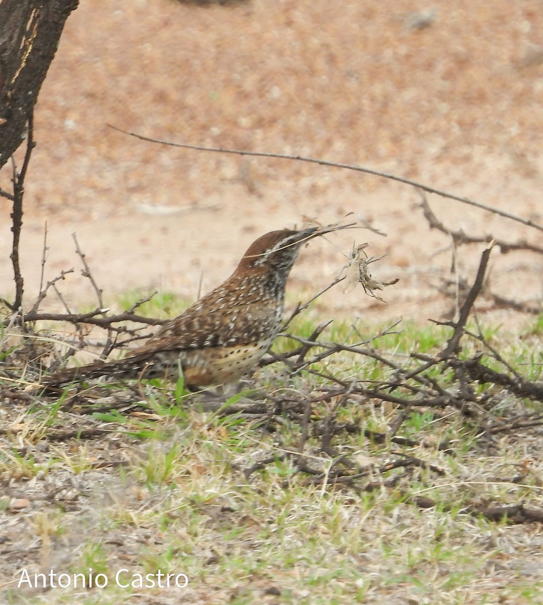 Cactus Wren - ML620892987