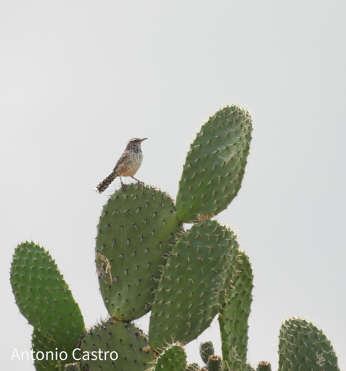 Cactus Wren - ML620892988