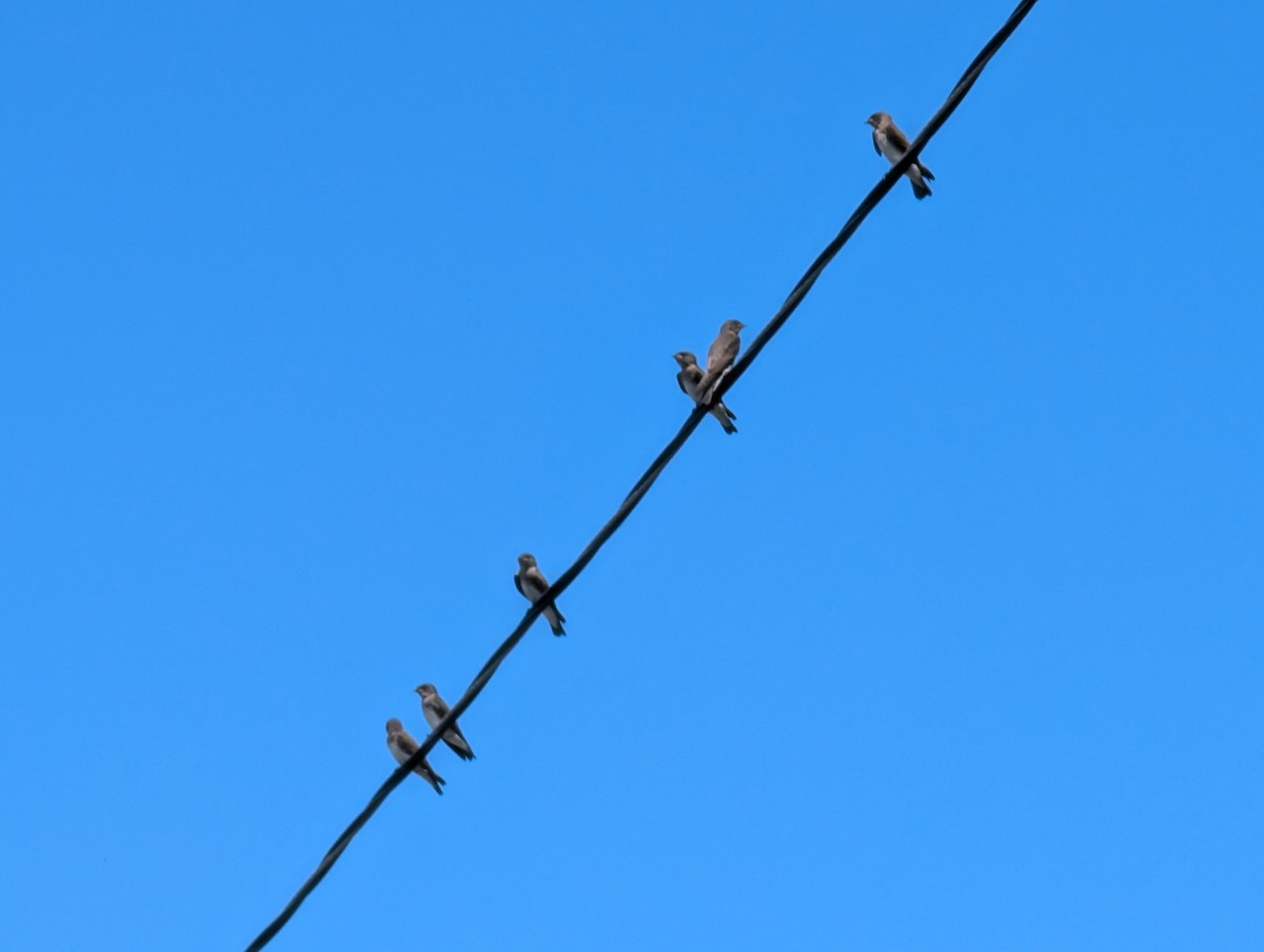 Northern Rough-winged Swallow - ML620892991