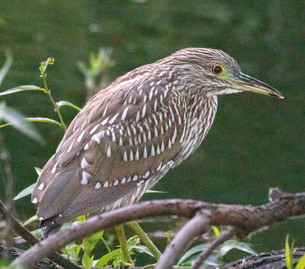 Black-crowned Night Heron - ML620892992