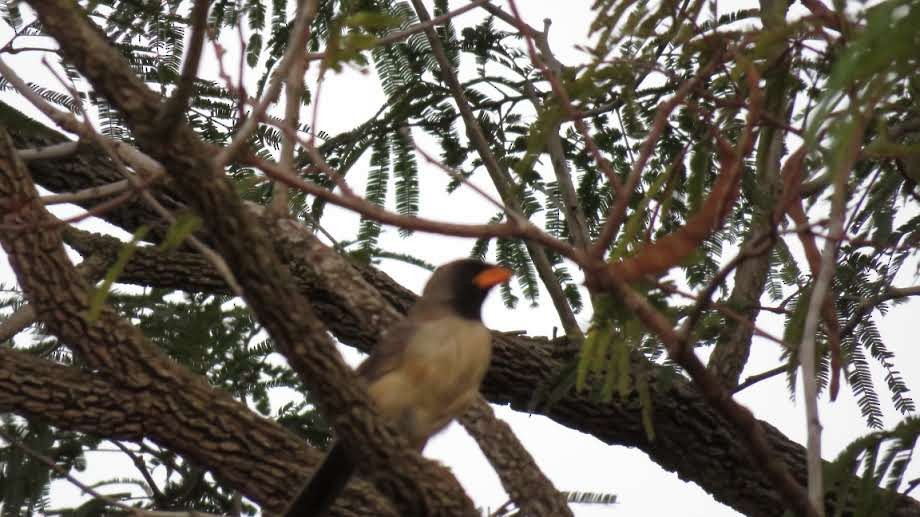 Black-throated Saltator - ML620893003