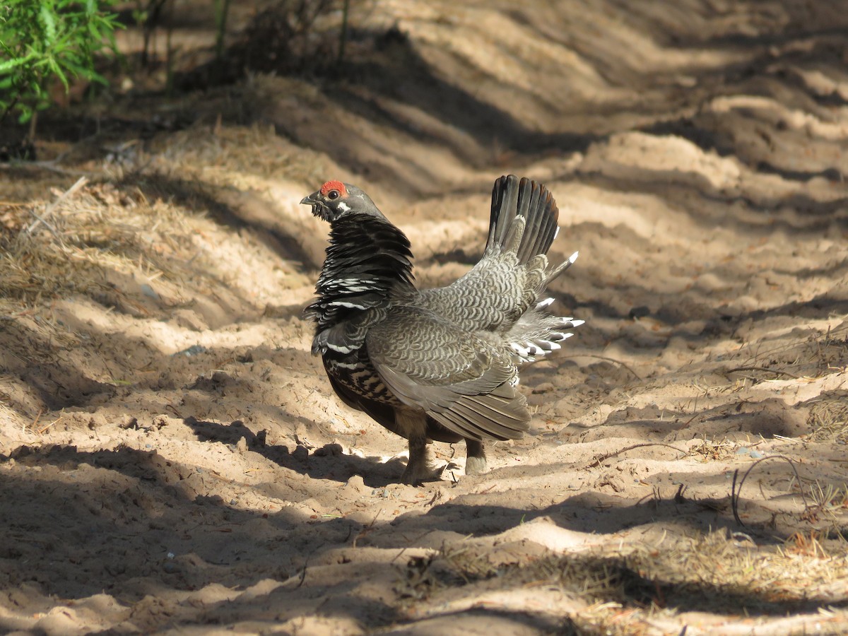 tetřívek kanadský - ML620893009
