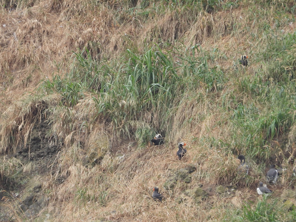 Tufted Puffin - ML620893016