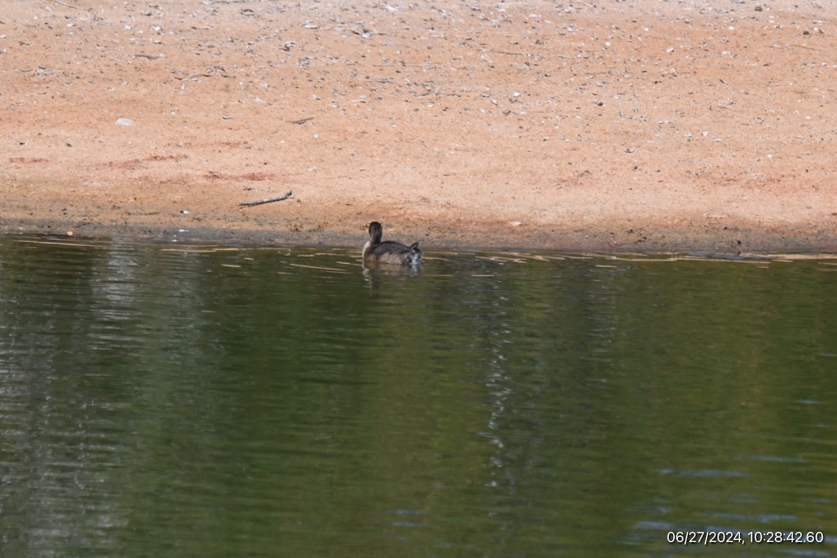 Little Grebe - ML620893023