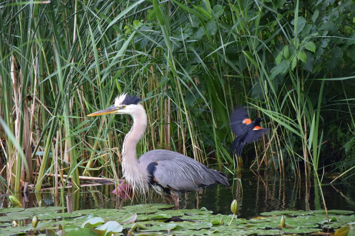 Great Blue Heron - ML620893027