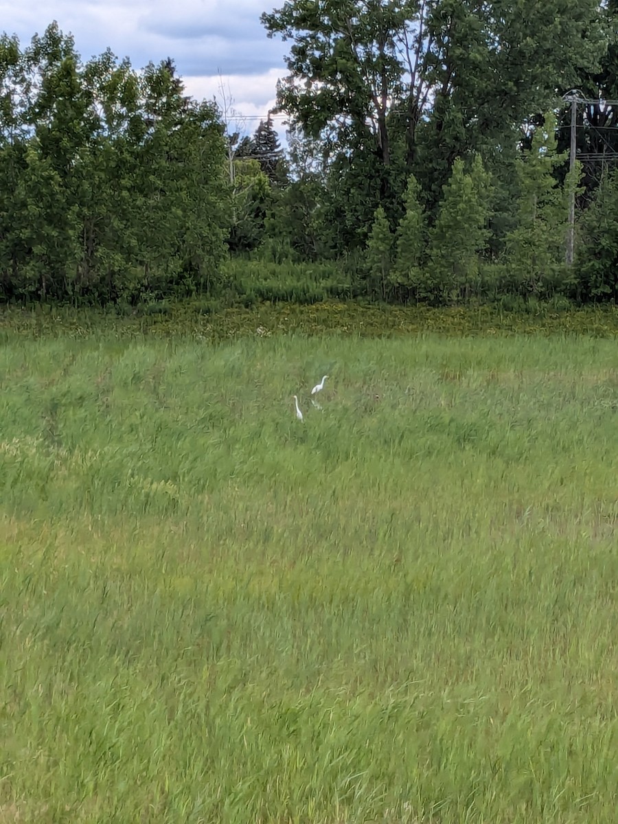 Great Egret - ML620893029