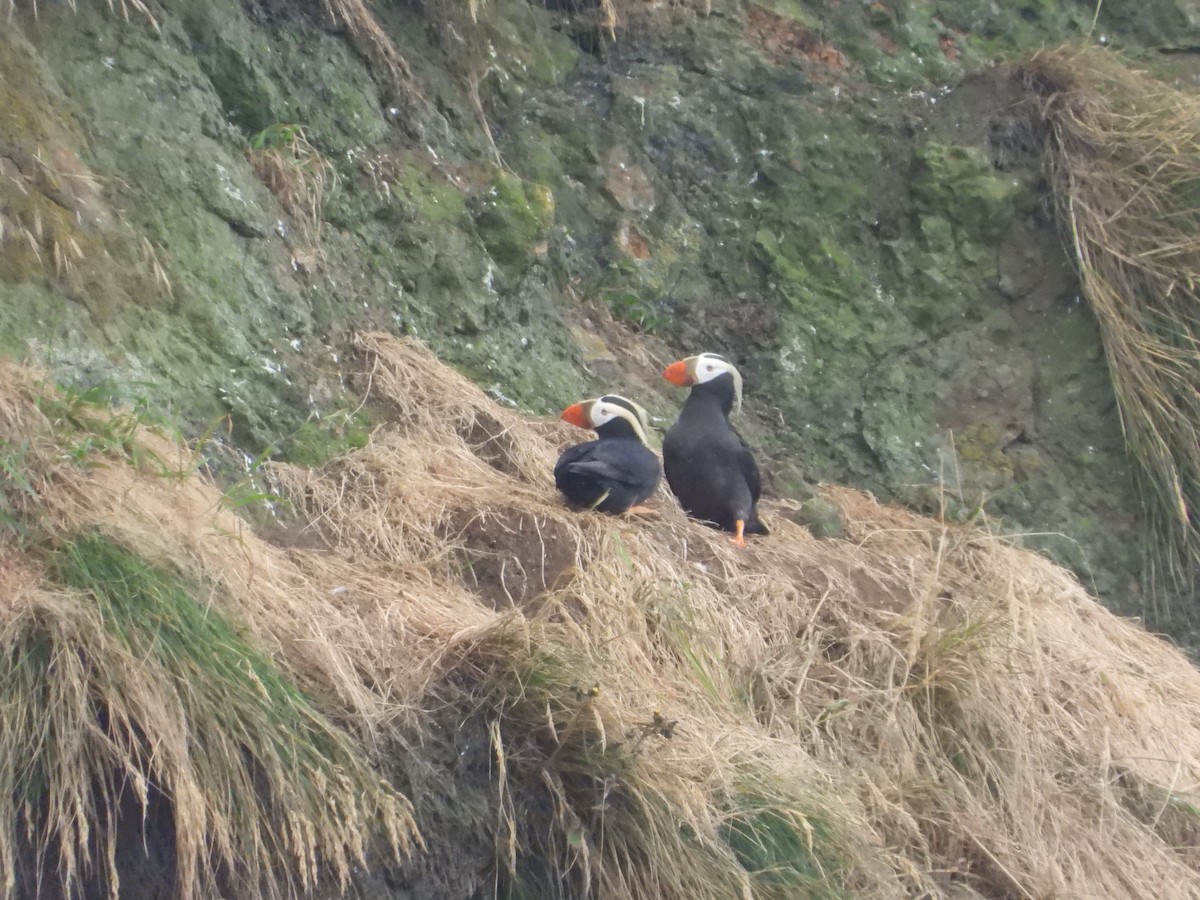 Tufted Puffin - ML620893033