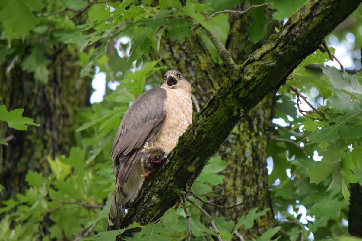 Cooper's Hawk - ML620893036