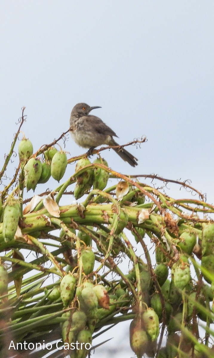 Curve-billed Thrasher - ML620893045