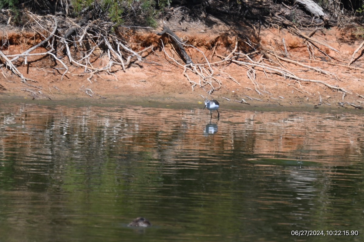 Common Greenshank - ML620893075