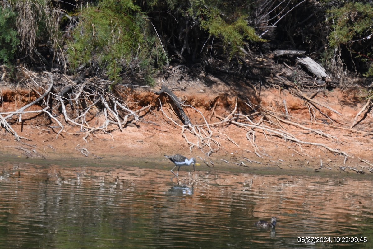 Common Greenshank - ML620893076