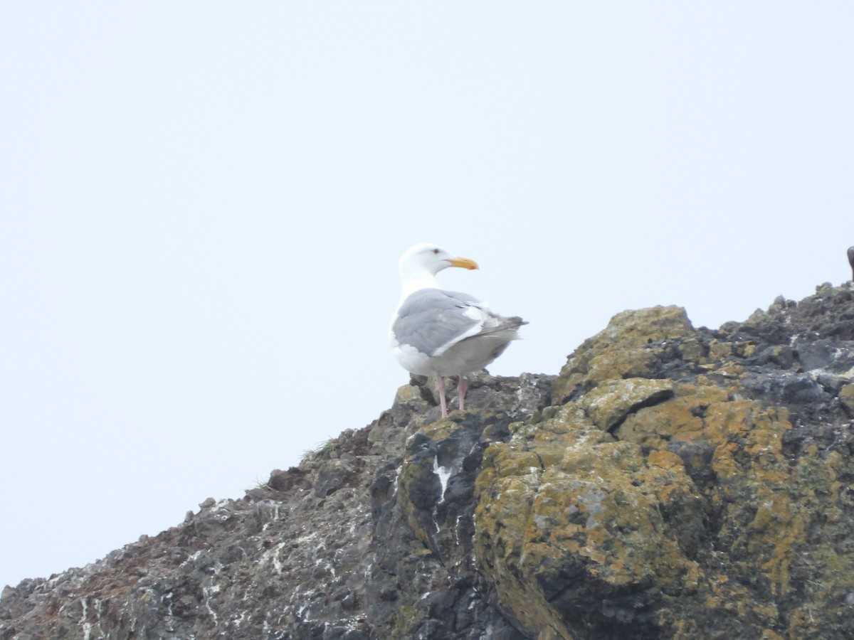 Glaucous-winged Gull - Quentin Reiser