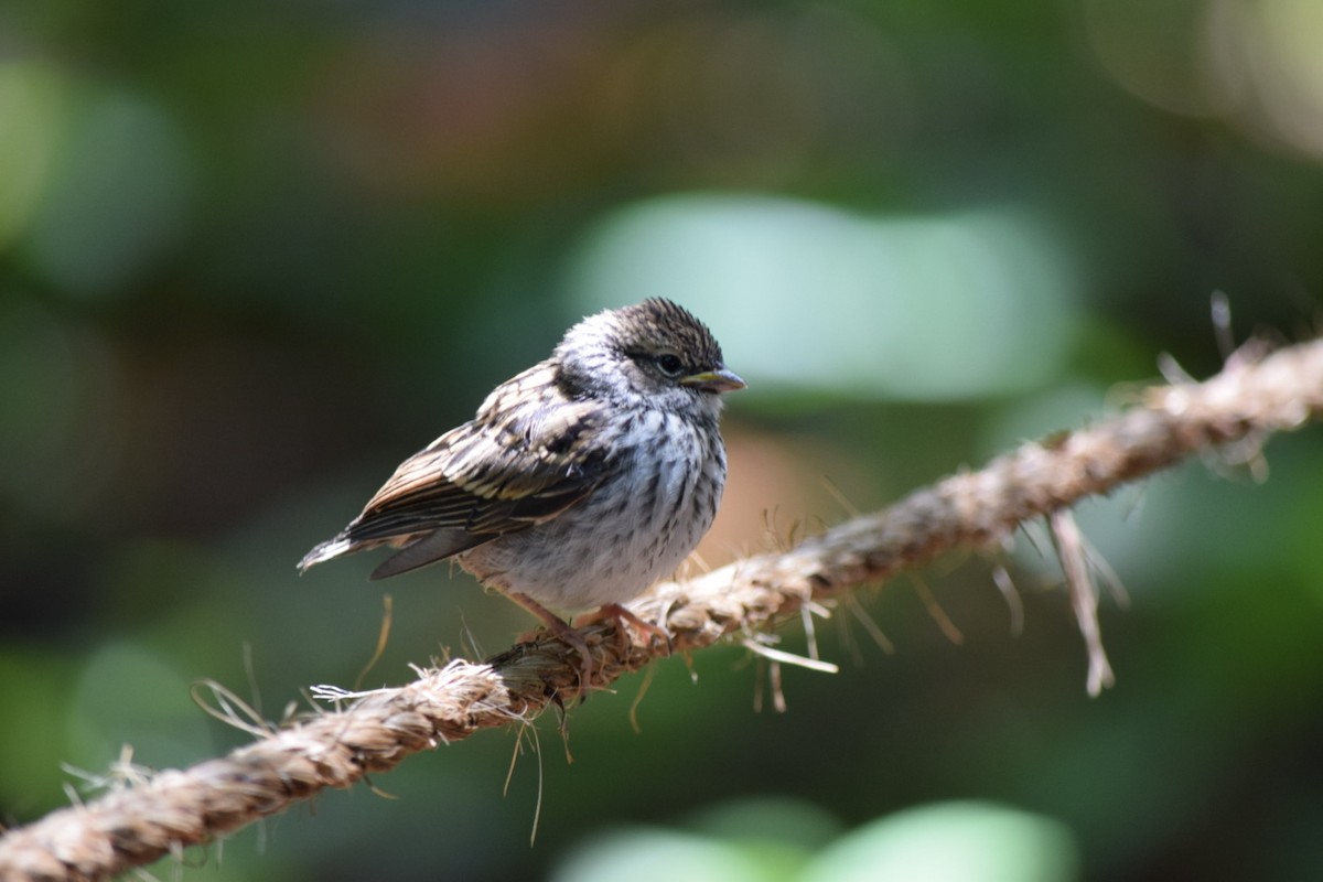 Chipping Sparrow - ML620893098