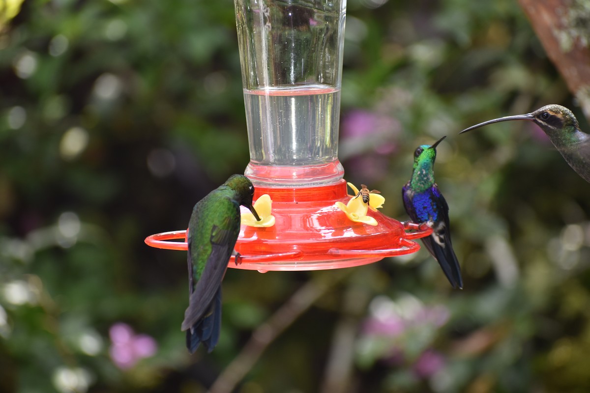 kolibřík vidloocasý - ML620893103
