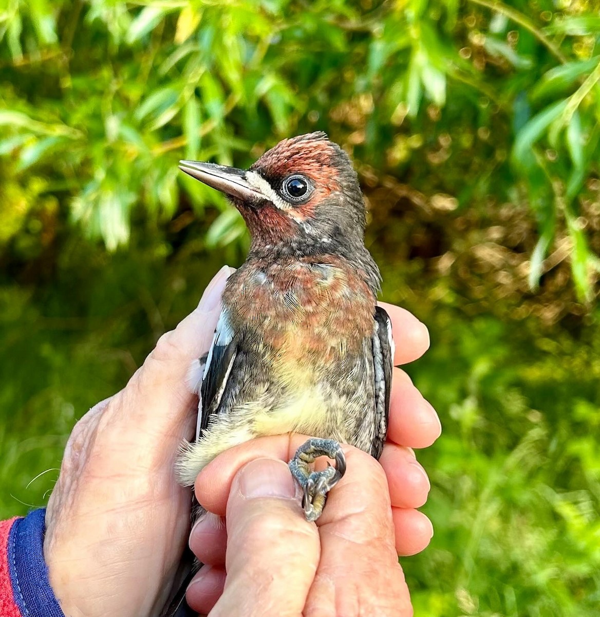 Red-breasted Sapsucker - Jannaca Chick