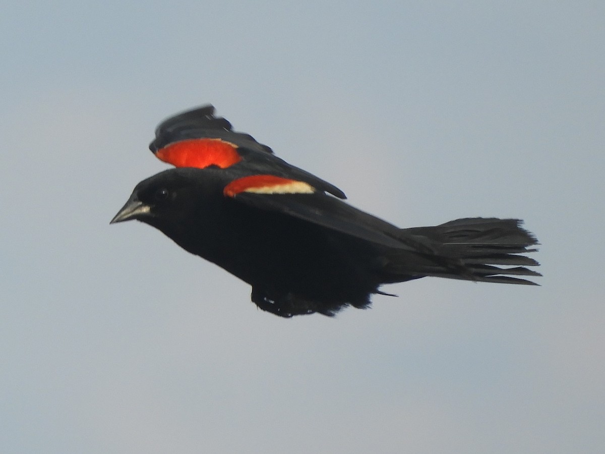 Red-winged Blackbird - ML620893111