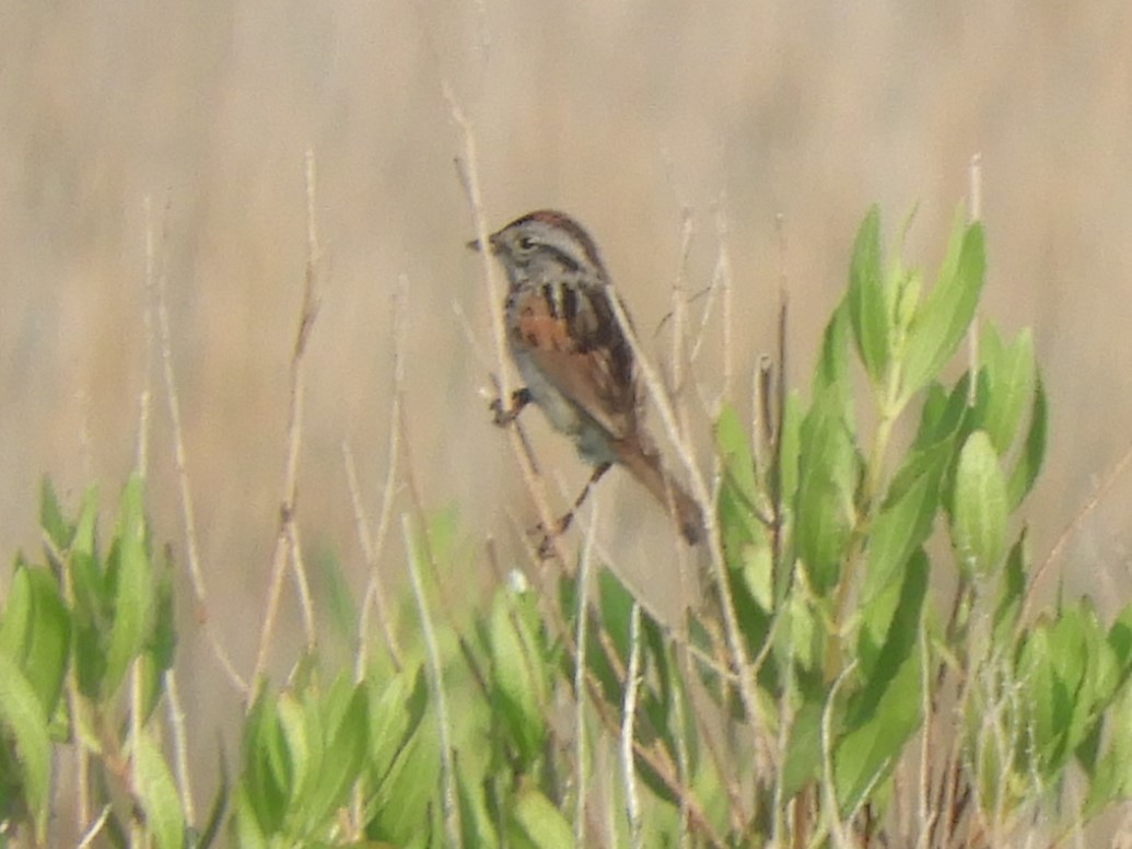 Swamp Sparrow - ML620893128