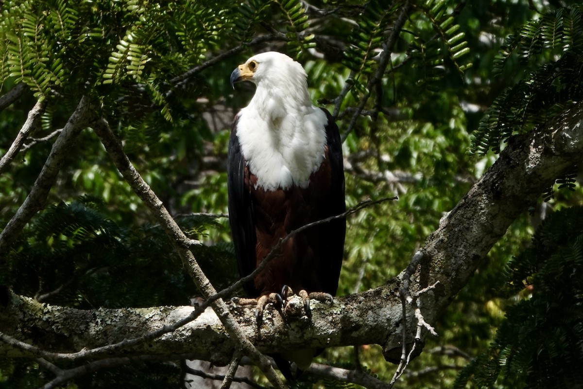 African Fish-Eagle - ML620893146