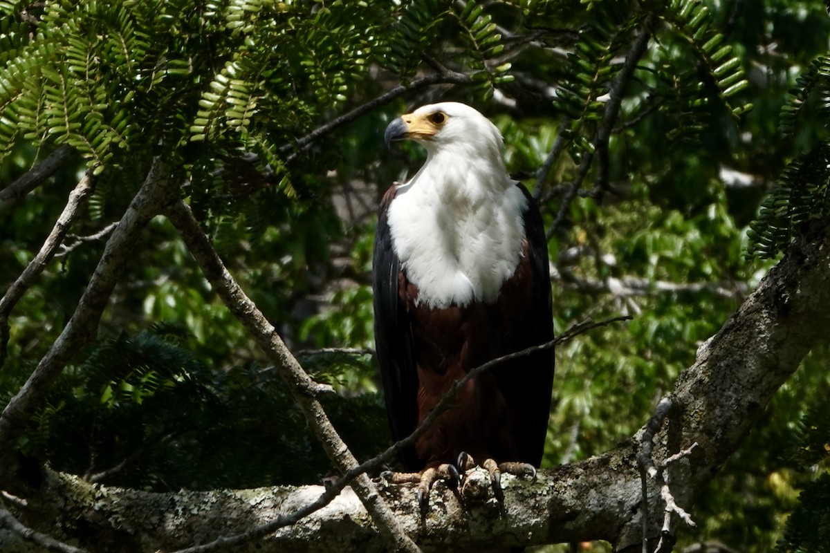 African Fish-Eagle - ML620893147