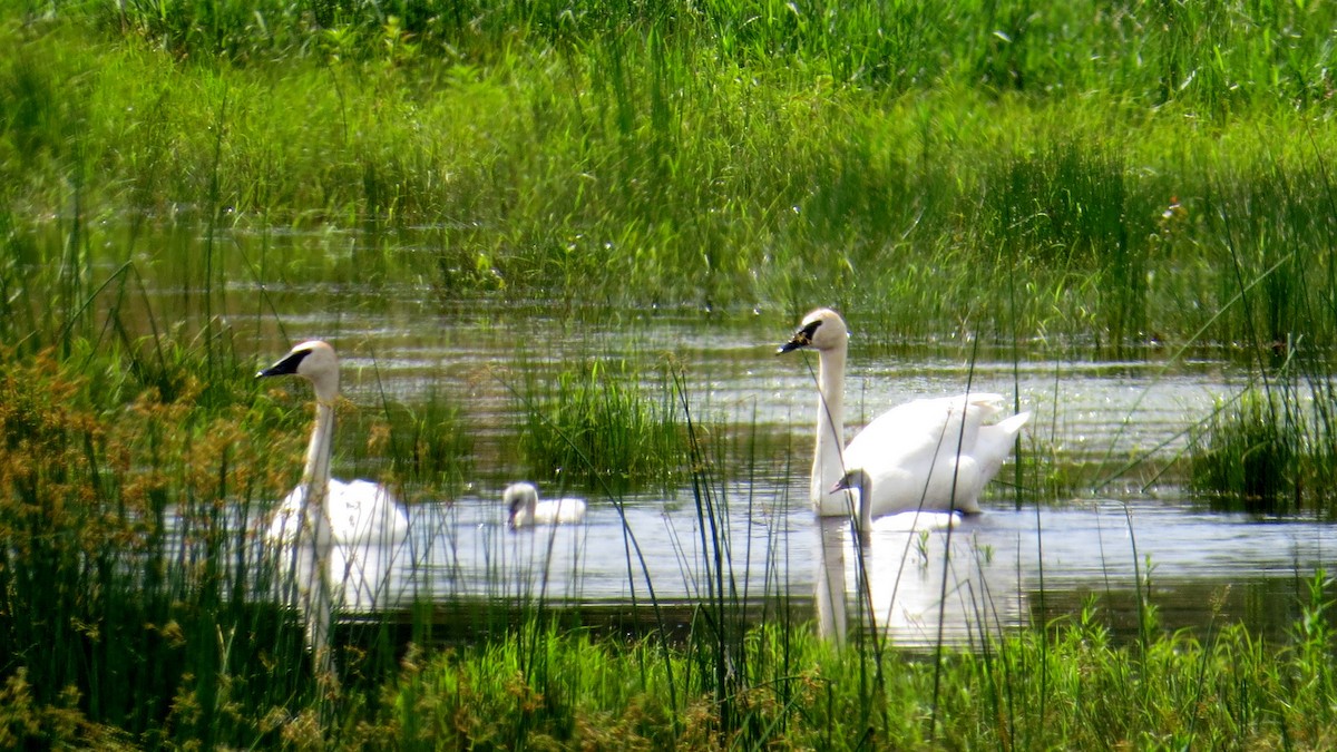 Trumpeter Swan - ML620893149