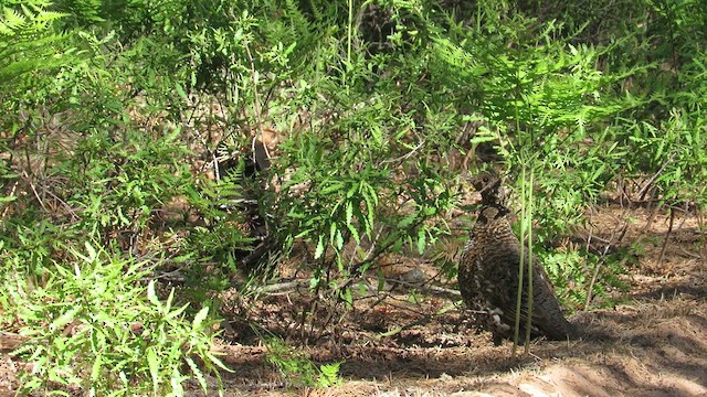 Spruce Grouse - ML620893173