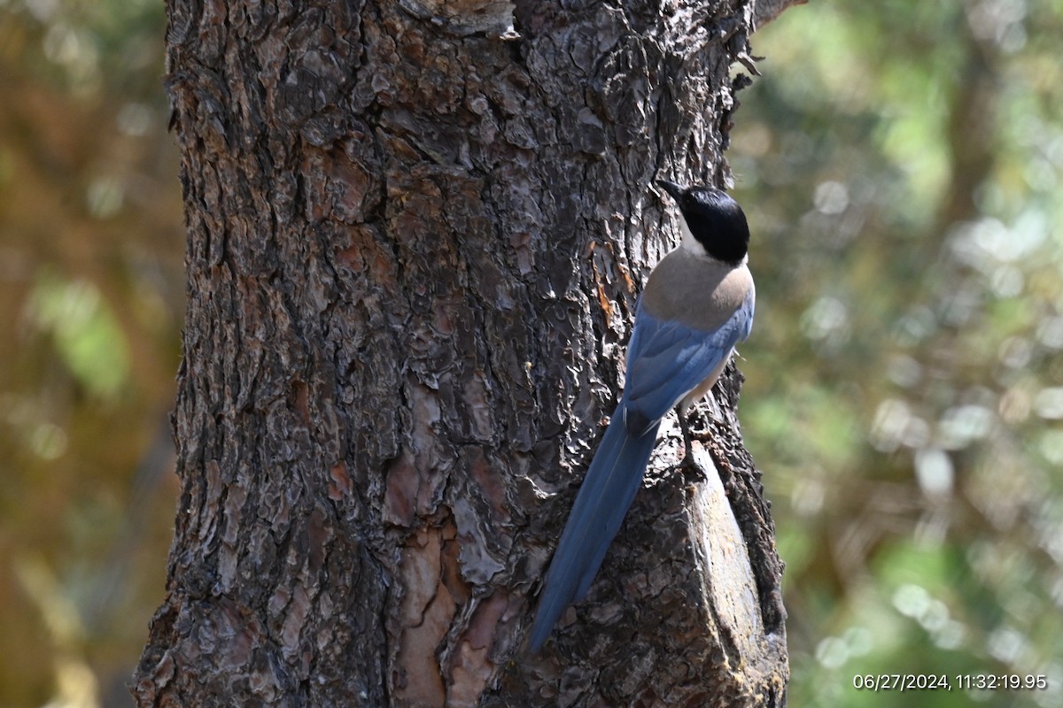 Iberian Magpie - ML620893185